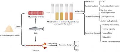 Improvement of functional characteristics of Hypophthalmichthys molitrix protein by modification with chitosan oligosaccharide